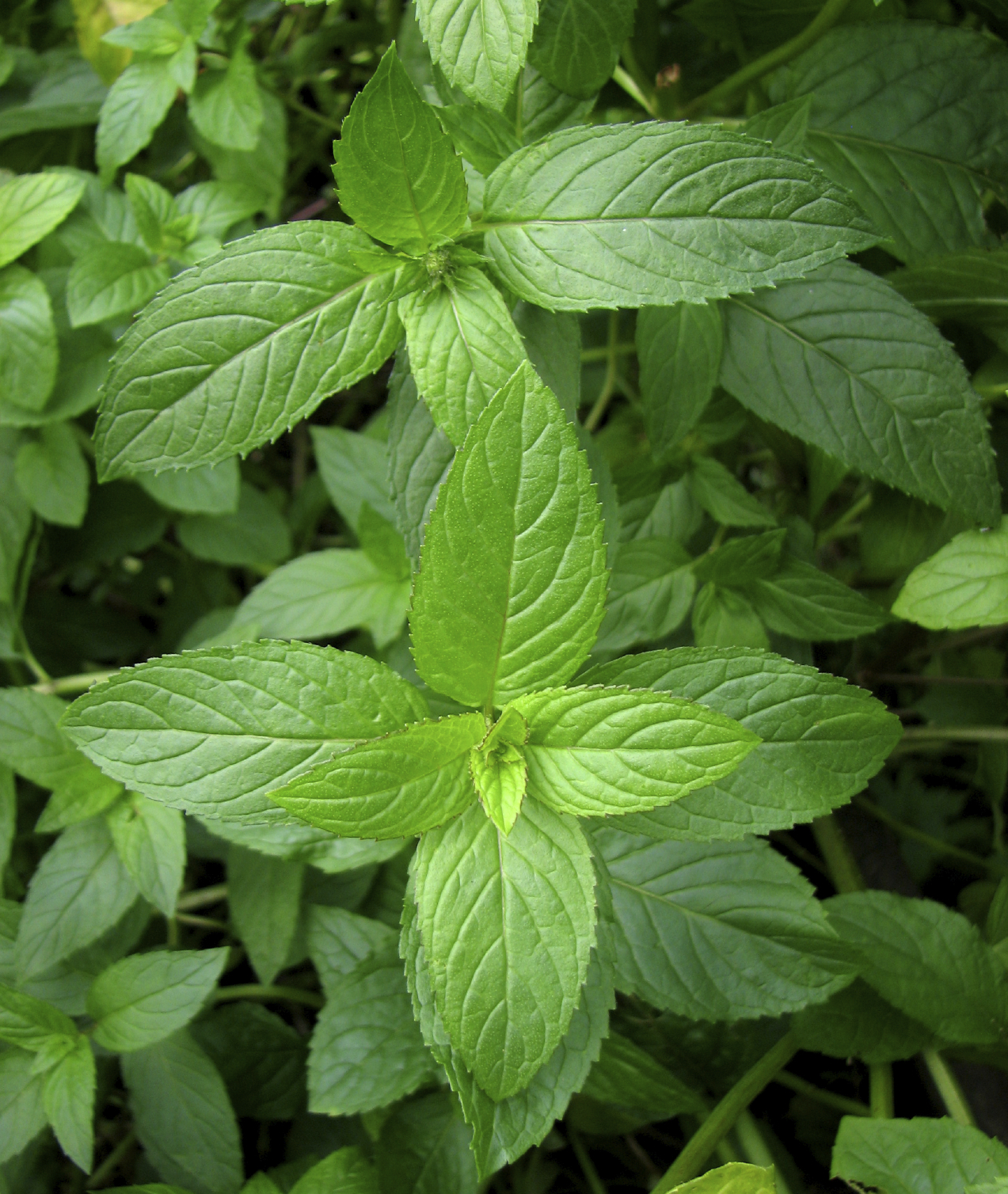 the versatile mint: peppermint plant uses - countryside