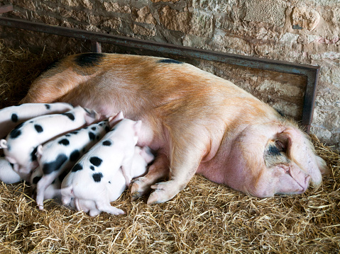 Raising Spotted Pigs: Gloucestershire Old Spot