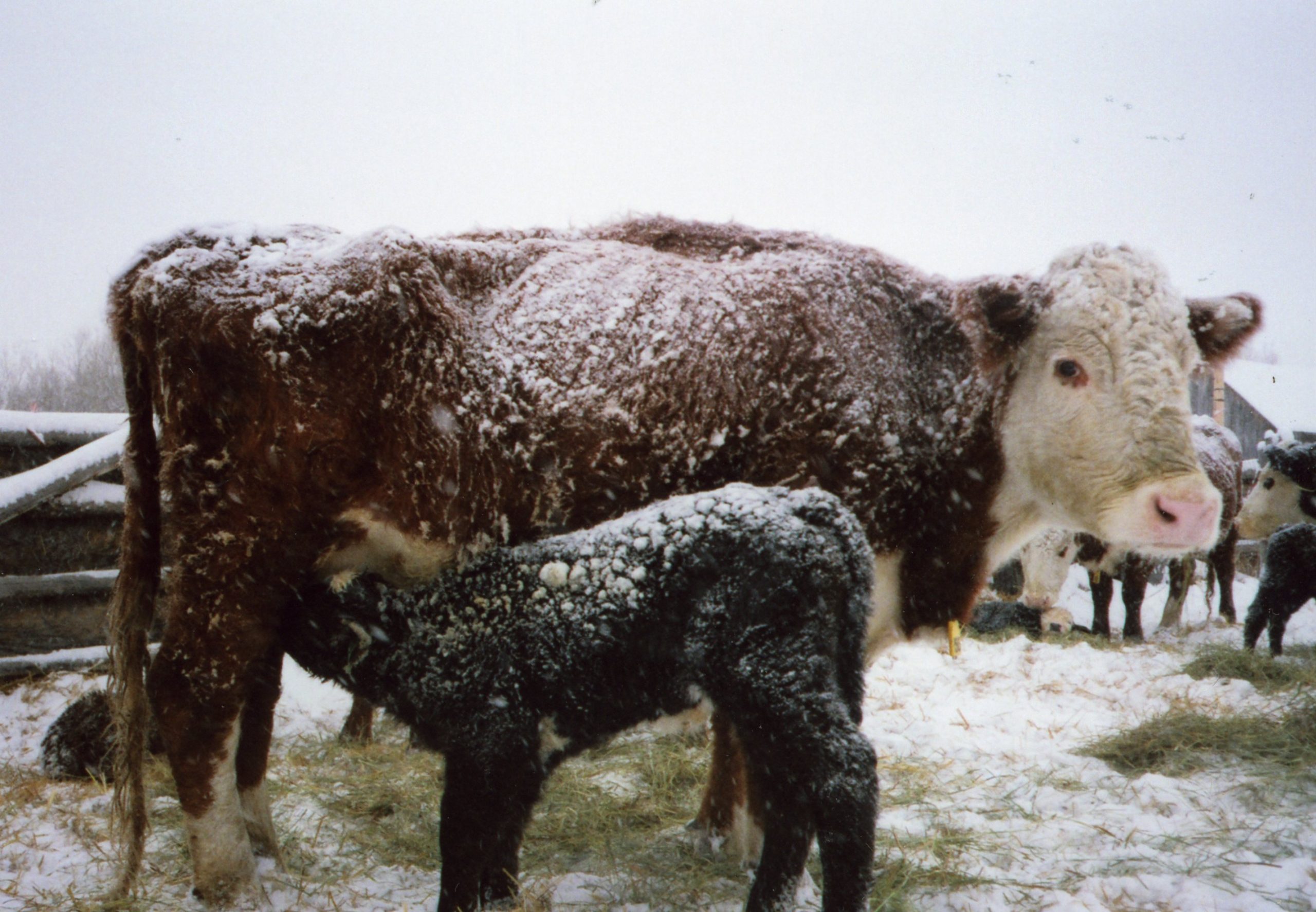 Preventing Cold Stress in Cattle