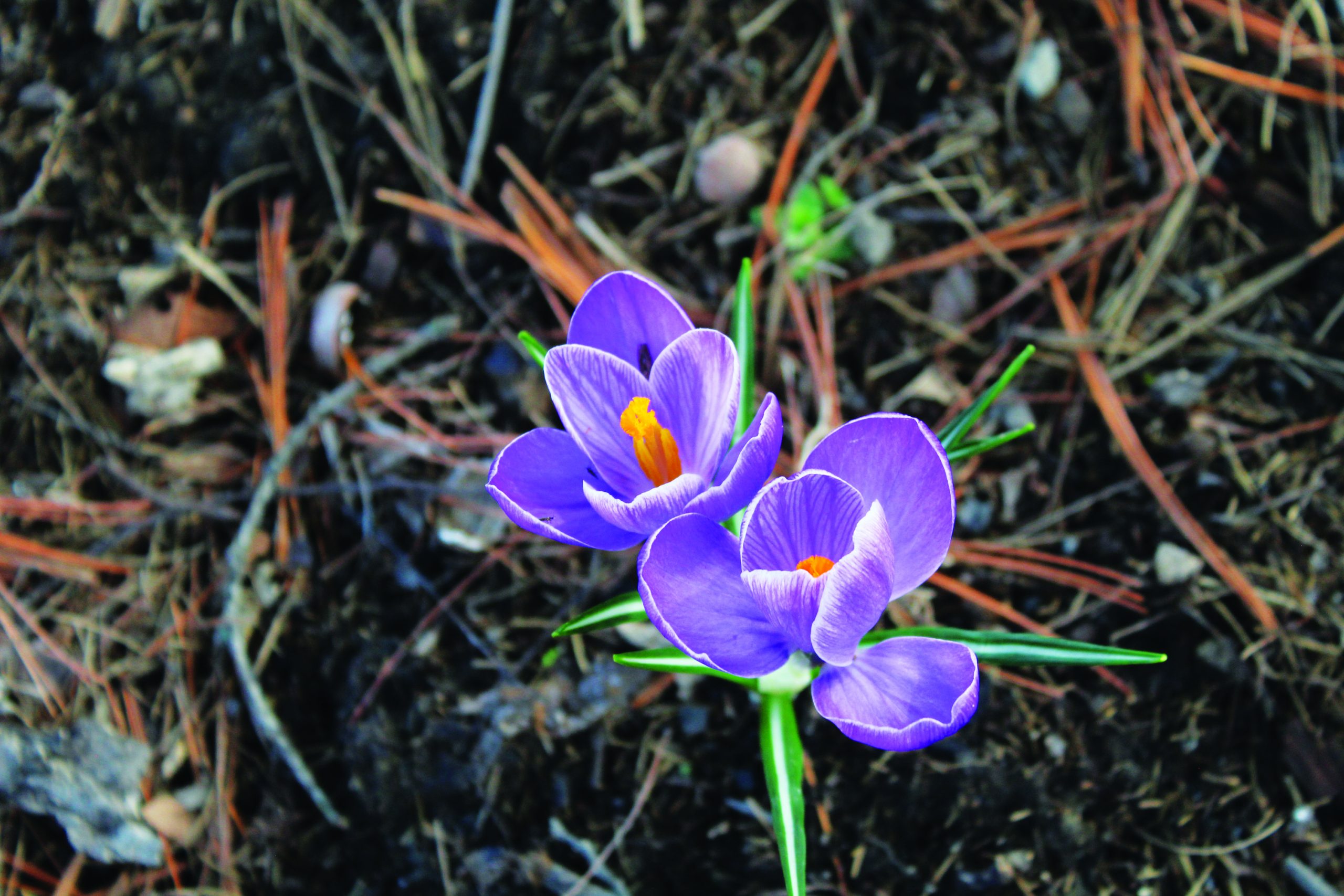 Planting Bulbs in Fall for Early Spring Flowers